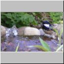 Parus ater - Tannenmeise 06.jpg